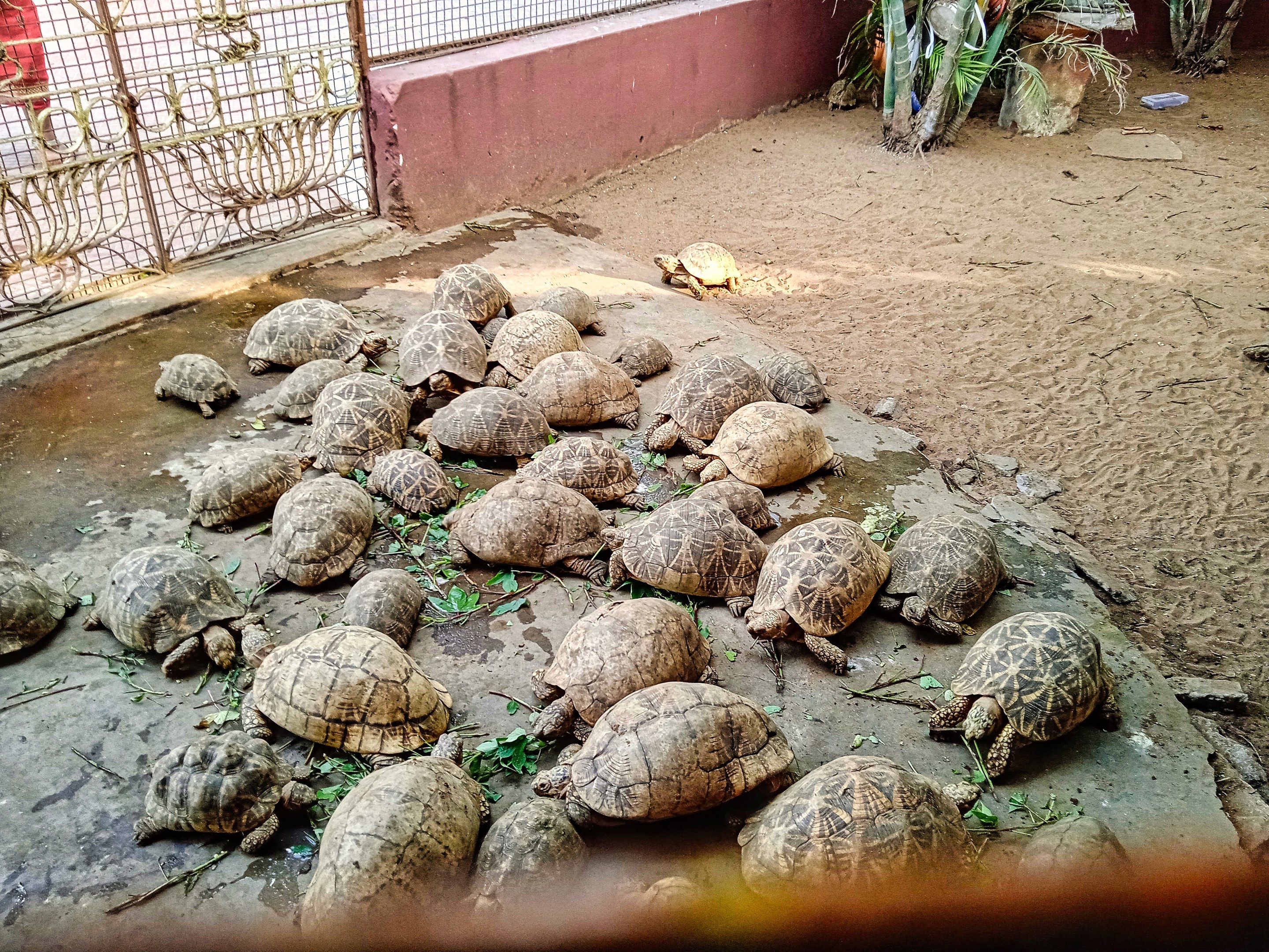Große Gruppe von Schildkröten in einem Zoo-Gehege mit Metallgitterzaun und einer Wand, Pflanzen sind im Hintergrund sichtbar.