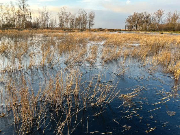 Eine Sumpfszene mit Schilf im Vordergrund, Bäumen im Hintergrund, stilles Wasser und eine bewölkte Himmel, mit Text am unteren Bildrand.
