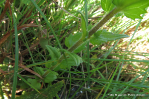 Ein Nahaufnahme eines amerikanischen Steinklees mit leuchtend grünen Blättern umgeben von saftigem grünen Gras.
