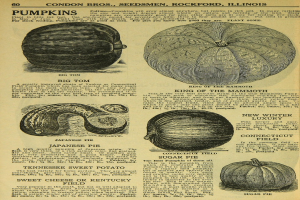 Ein altes Buch mit verschiedenen Kürbissen, mit Bildern verschiedener Gemüse und beschreibendem Text.