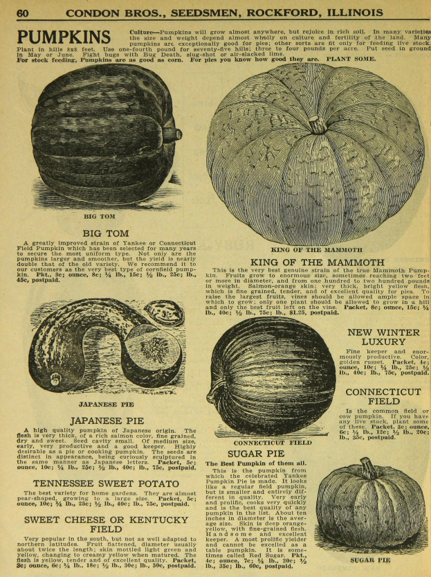 Ein altes Buch mit verschiedenen Kürbissen, mit Bildern verschiedener Gemüse und beschreibendem Text.