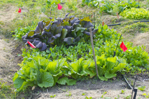 Ein Gemüsegarten mit grünen Pflanzen, roten Fahnen, schwarzen Rohren und trockenem Gras auf dem Boden.