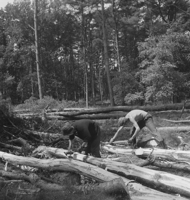 Zwei Männer in einem bewaldeten Gebiet arbeiten an einem umgestürzten Baumstamm, umgeben von Bäumen unter einem klaren Himmel, in Schwarz-Weiß.
