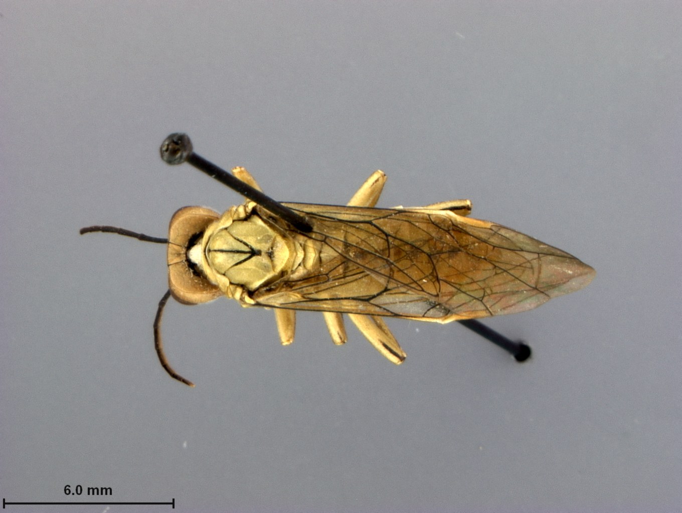 Nahaufnahme eines Pferdeticks, einer Art Insekt, auf einer grauen Oberfläche mit Text unten.