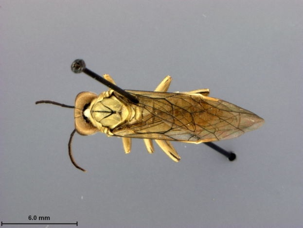 Nahaufnahme eines Pferdeticks, einer Art Insekt, auf einer grauen Oberfläche mit Text unten.