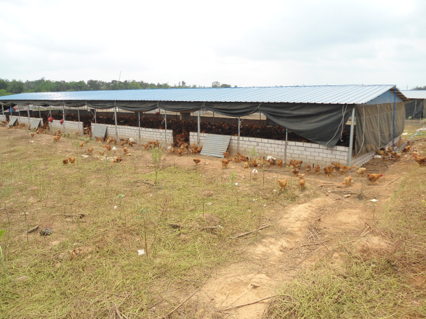 Großes Hühnerfarm mit zahlreichen Hühnern, grünem Gras, Bäumen im Hintergrund und einem Himmel voller weißer Wolken.