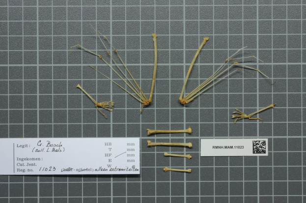 Ein Nahaufnahme eines Papiers mit Katzenknochen, Text und einem Barcode.