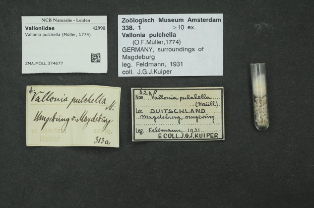 Schwarze Oberfläche mit einem kleinen Glasfläschchen mit weißen Pillen neben einem Papier, auf dem "Vallonia Pulchella, F.F. Müller, Deutschland, Umgebung von Magdeburg, 1931" steht.