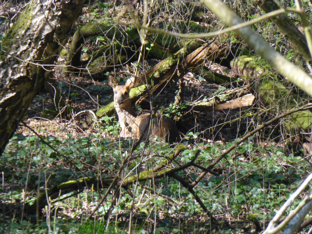 Ein hellbraunes Reh steht wachsam in einem Wald, umgeben von grünem Laub, mit aufgerichteten Ohren und konzentrierten Augen.