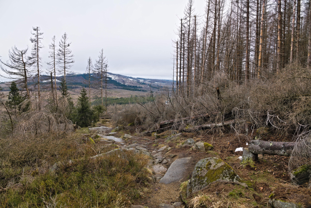 Ein gewundener Pfad durch einen Wald mit Bäumen und Felsen, Hügel im Hintergrund und ein klarer blauer Himmel.