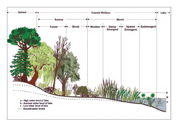 Diagramm eines Waldes mit verschiedenen Wasserständen in Bäumen und Pflanzen mit begleitendem erklärendem Text.