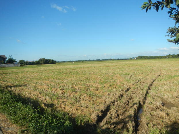 Ein bewirtschaftetes Feld mit einer Schotterstraße, umgeben von Grün, ein Haus auf der linken Seite und einen klaren blauen Himmel im Hintergrund.