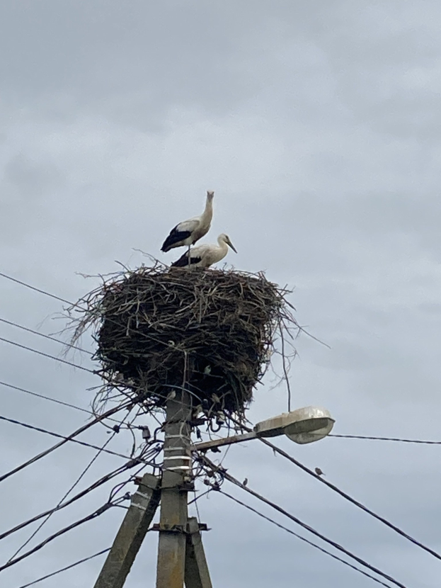 Zwei Weißstörche auf einem Nest auf einer Strommast, beleuchtet von einer Straßenlaterne und Drähte entlang des Mastes.