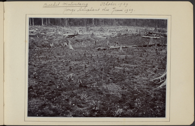 Ein Schwarz-Weiß-Foto eines Waldes mit Bäumen und Pflanzen auf dem Boden, mit Text oben auf dem Bild.