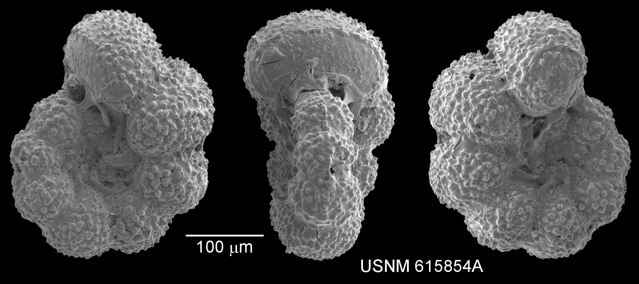 Schwarzes und weißes Foto von drei verschiedenen Krebszellen vor einem dunklen Hintergrund, mit dem Text "USNM 615854A" unten.