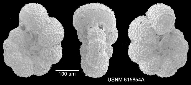 Schwarzes und weißes Foto von drei verschiedenen Krebszellen vor einem dunklen Hintergrund, mit dem Text "USNM 615854A" unten.