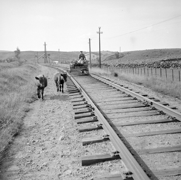 Zwei schwarz-weiße Kühe gehen auf Bahngleisen entlang mit einer Person auf einem Fahrzeug im Vordergrund, Gras und ein Zaun auf beiden Seiten und Häuser, Bäume und Masten im Hintergrund.