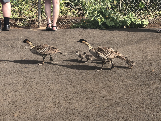 Familie von vier Gänsen, die in einer Reihe auf einer Straße neben einem Zaun gehen, mit zwei erwachsenen Gänsen in Sandalen, die zwei Gänseschwäne führen.